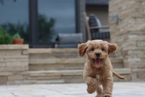 sweetpea dog puppy bowl