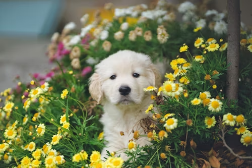 sweetpea dog puppy bowl