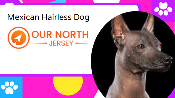 Mexican Hairless Dog