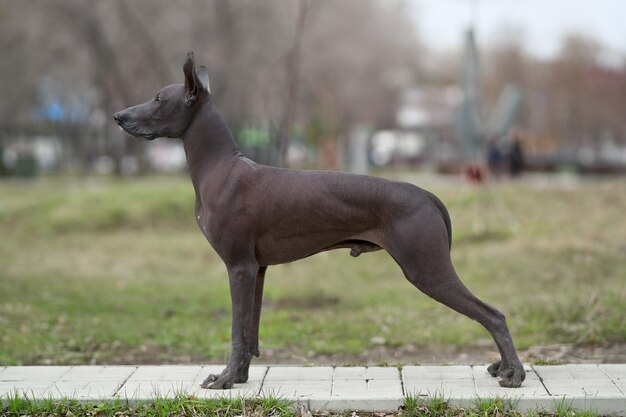 Mexican Hairless Dog