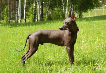 Mexican Hairless Dog